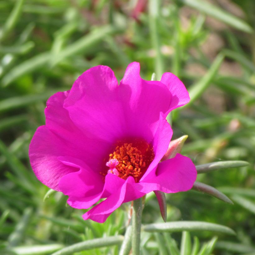 Portulakröschen Single Ruby (Samen) - Portulaca (Blüte)