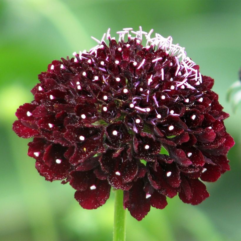 Samt-Skabiose Ebony and Ivory (Samen) - Scabiosa atropurpurea (Blüte)