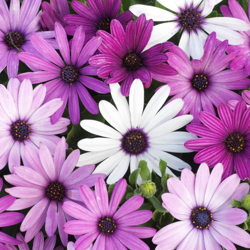 Kapmargerite Passion Mixed (Samen) - Osteospermum (Blüte)