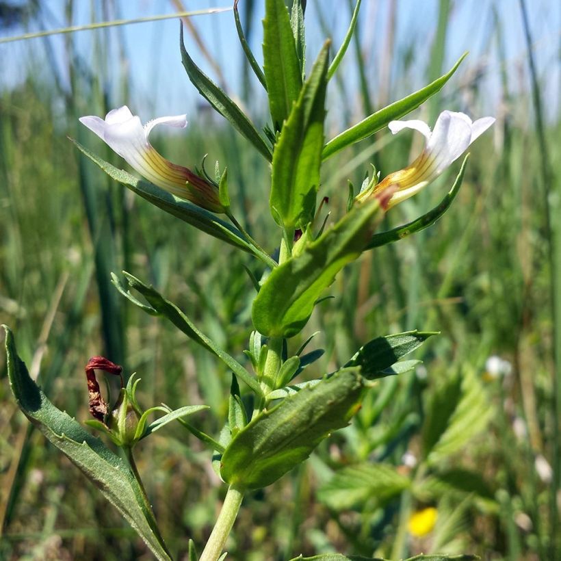 Gratiola officinalis - Echtes Gnadenkraut (Laub)