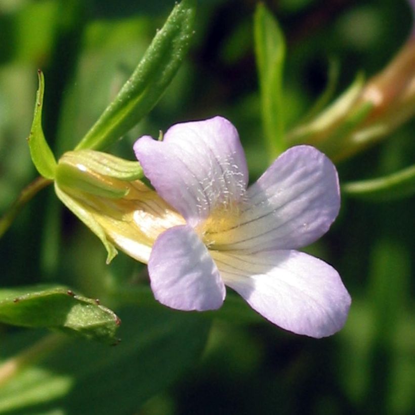 Gratiola officinalis - Echtes Gnadenkraut (Blüte)