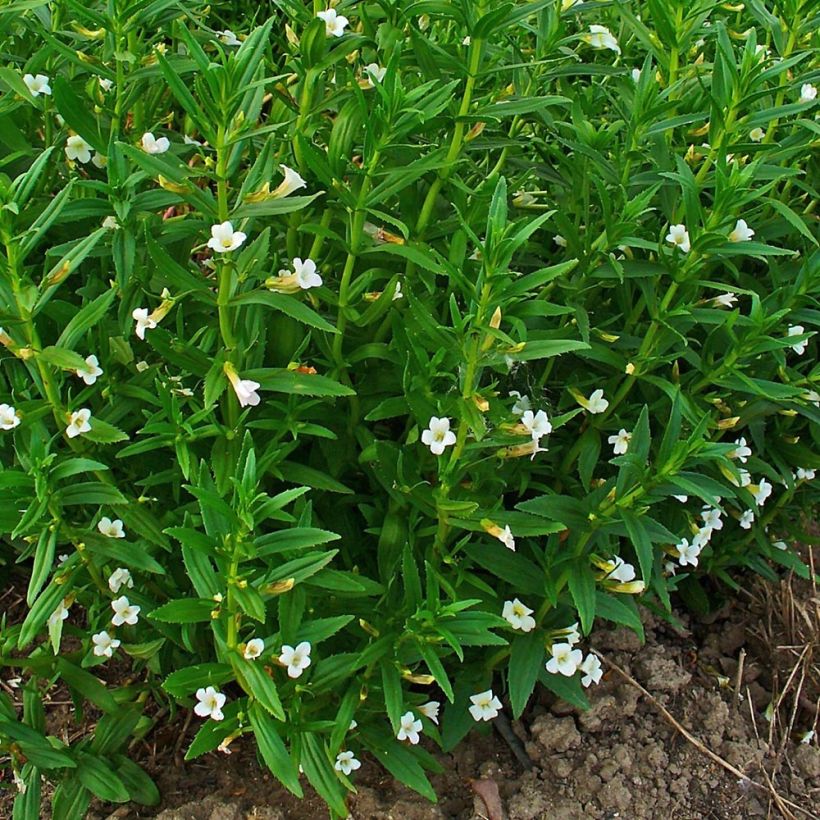 Gratiola officinalis - Echtes Gnadenkraut (Hafen)