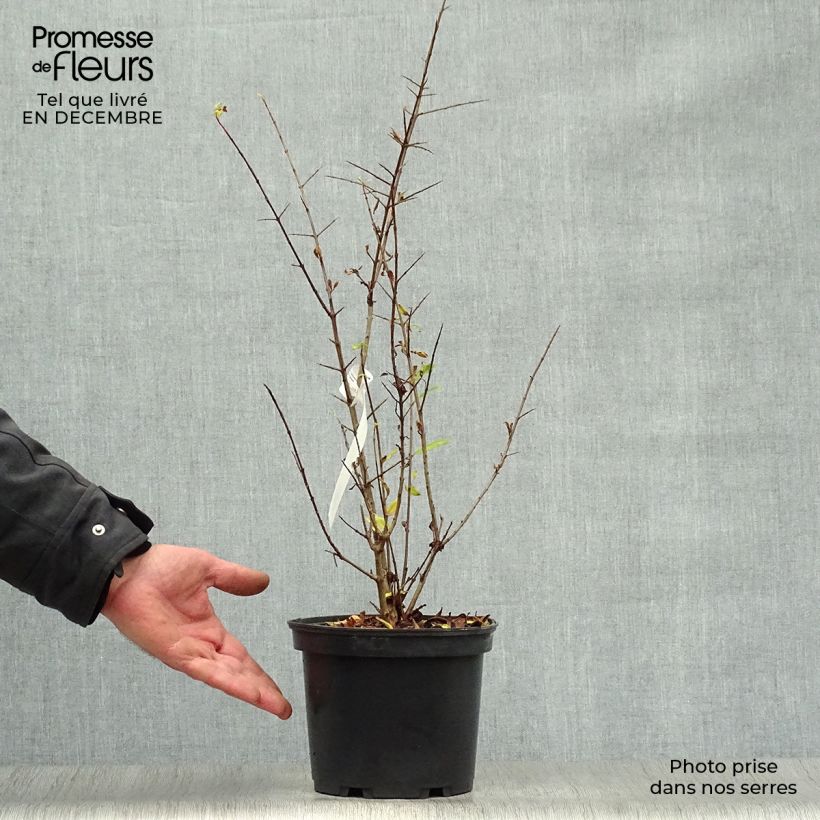 Exemplar von Grenadier à fleurs - Punica granatum Maxima Rubra Pot de 2L/3L wie im Winter geliefert