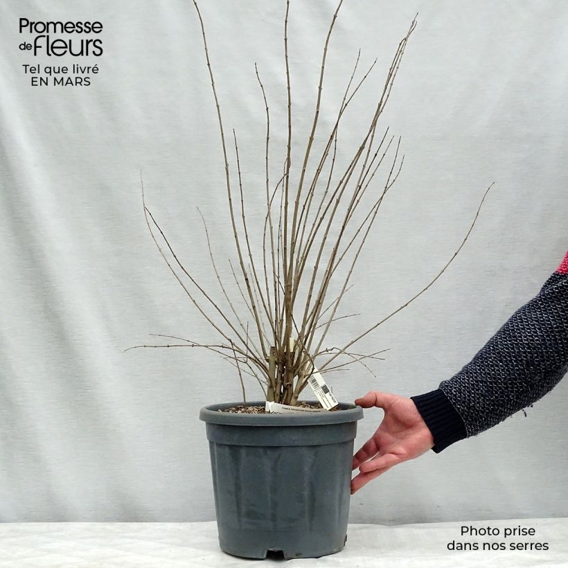 Exemplar von Grenadier à fleurs - Punica granatum Noshi Shibari Pot de 7,5L/10L wie im Winter geliefert