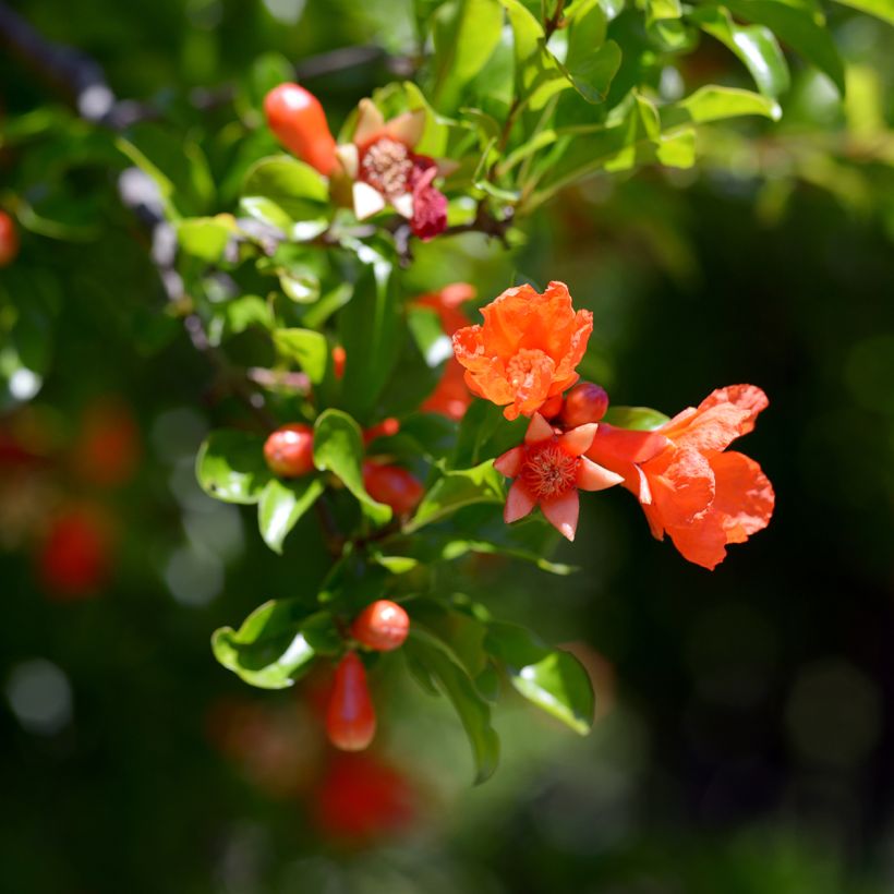 Granatapfelbaum Dente di leone - Punica granatum (Blüte)