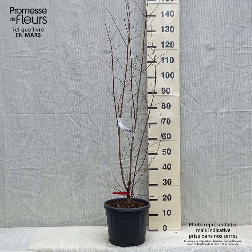 Exemplar von Grenadier à fruits - Punica granatum Pot de 7,5L/10L wie im Winter geliefert