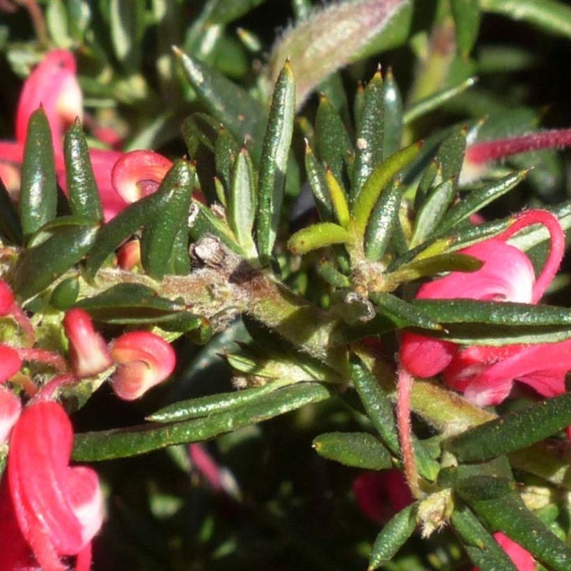 Grevillea Poorinda Rondeau - Silbereiche (Laub)