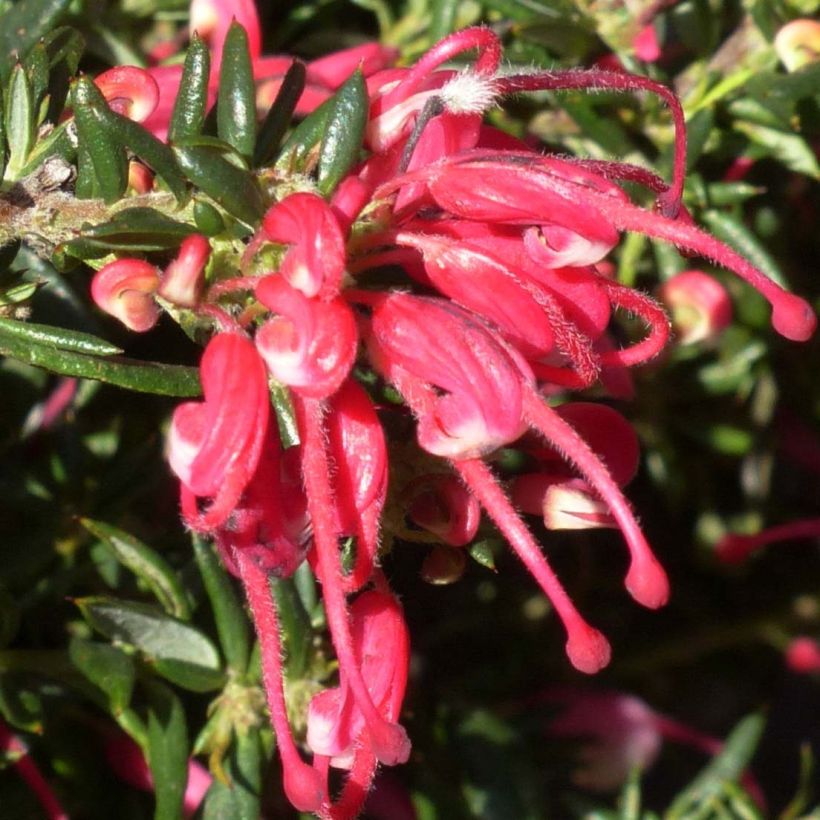 Grevillea Poorinda Rondeau - Silbereiche (Blüte)