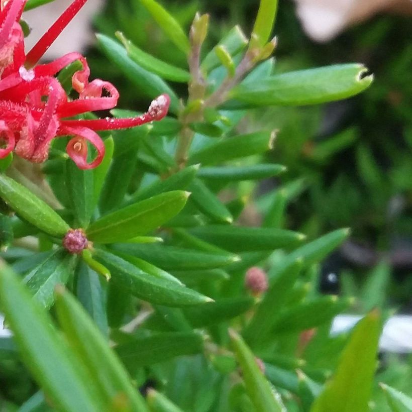 Grevillea juniperina New Blood - Australische Silbereiche (Laub)