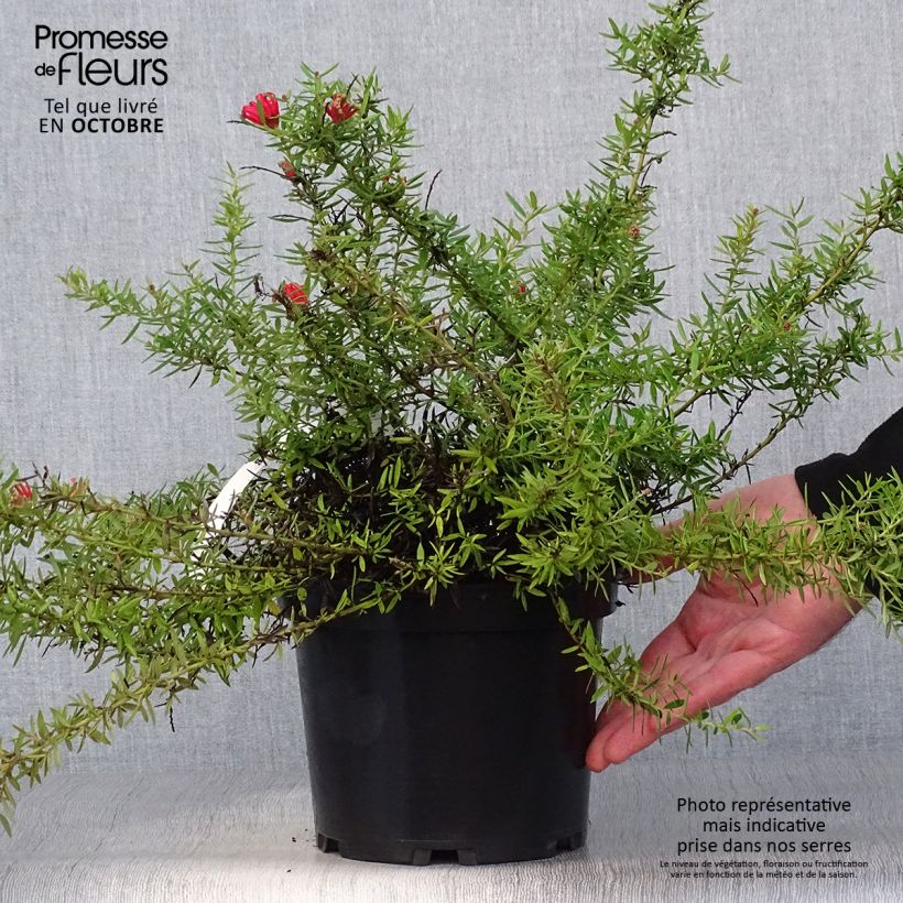 Exemplar von Grevillea juniperina New Blood Pot de 2L/3L wie im Herbst geliefert