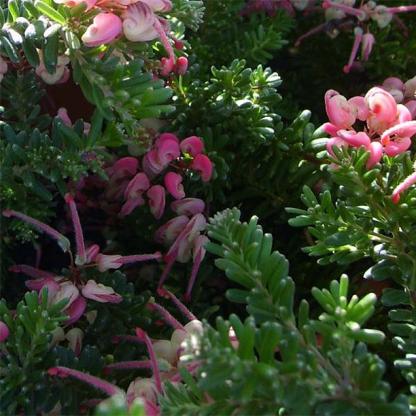 Grevillea lanigera Tamboritha - Australische Silbereiche (Laub)