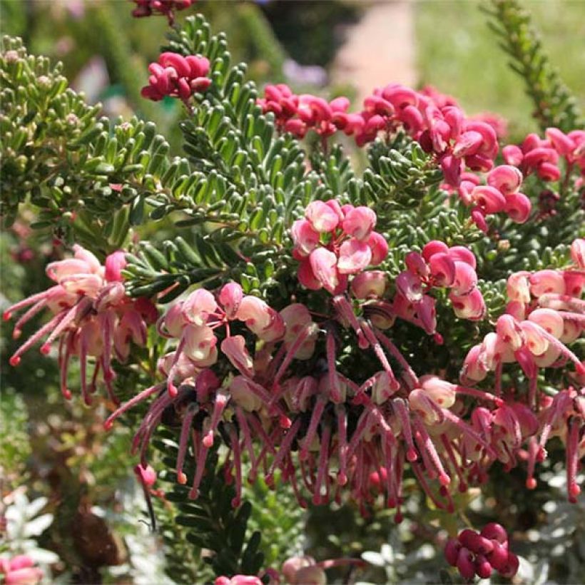 Grevillea lanigera Tamboritha - Australische Silbereiche (Blüte)