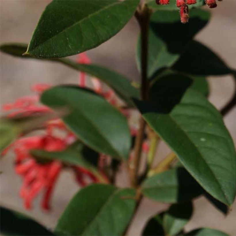 Grevillea rhyolitica - Australische Silbereiche (Laub)