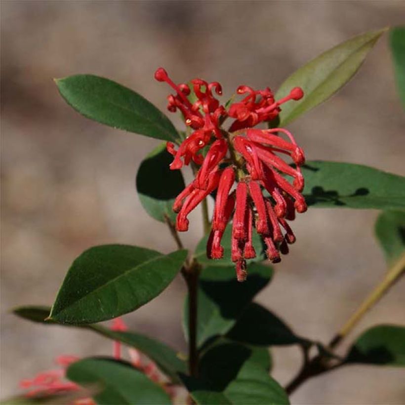 Grevillea rhyolitica - Australische Silbereiche (Blüte)