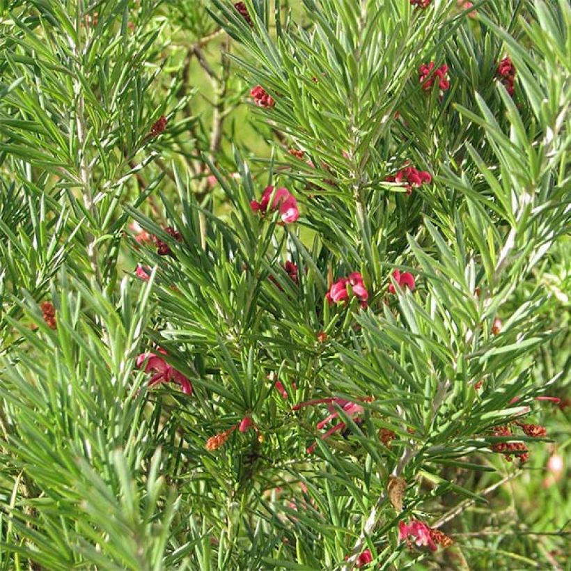 Grevillea rosmarinifolia - Rosmarin-Silbereiche (Laub)