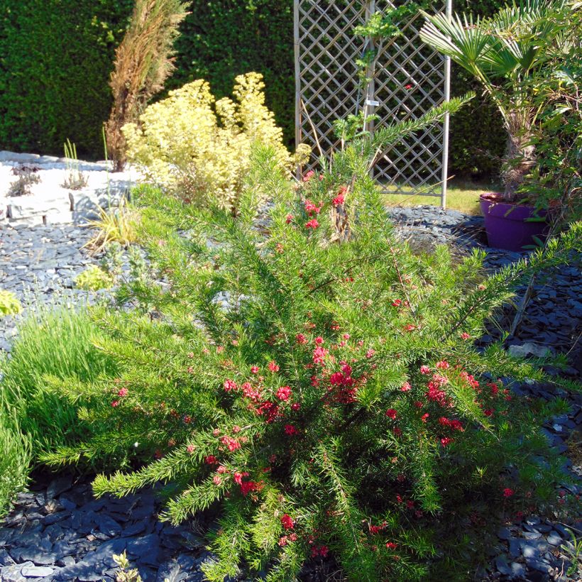 Grevillea rosmarinifolia - Rosmarin-Silbereiche (Hafen)