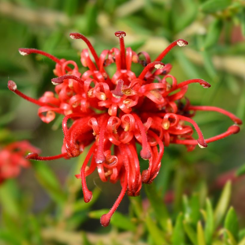 Grevillea rosmarinifolia Clearview David - Rosmarin-Silbereiche (Blüte)