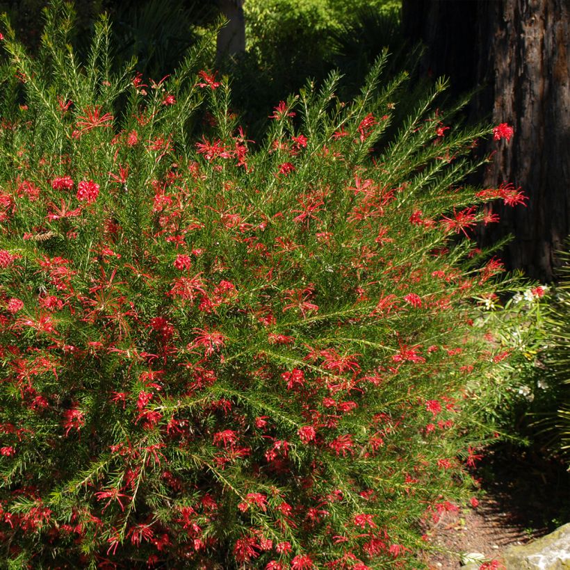 Grevillea rosmarinifolia Clearview David - Rosmarin-Silbereiche (Hafen)