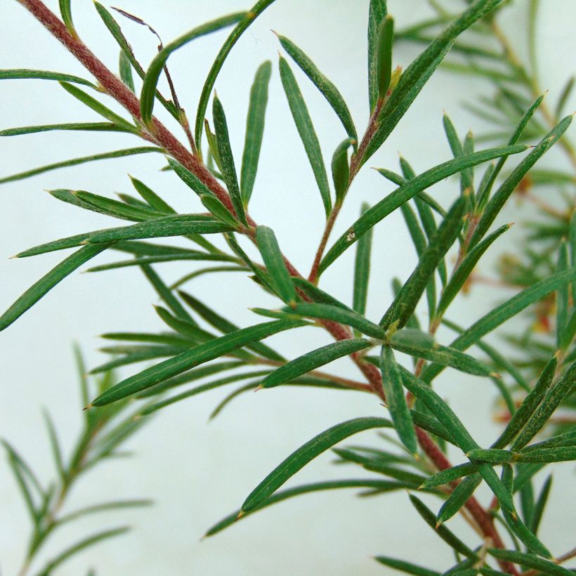 Grevillea rosmarinifolia Rosa Jenkinsii - Rosmarin-Silbereiche (Laub)