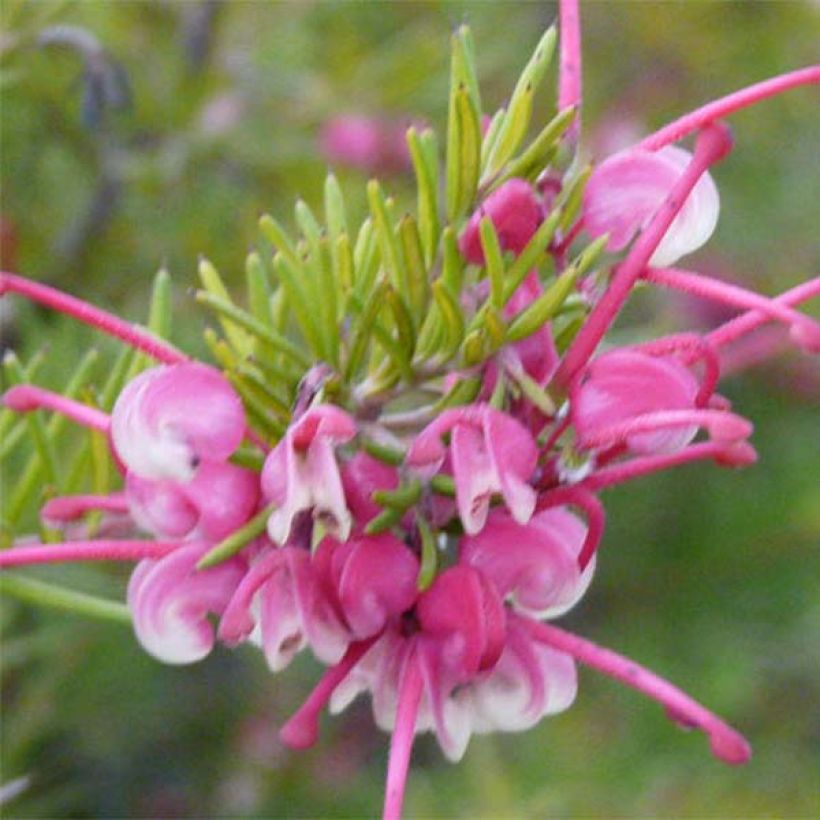 Grevillea rosmarinifolia Rosa Jenkinsii - Rosmarin-Silbereiche (Blüte)