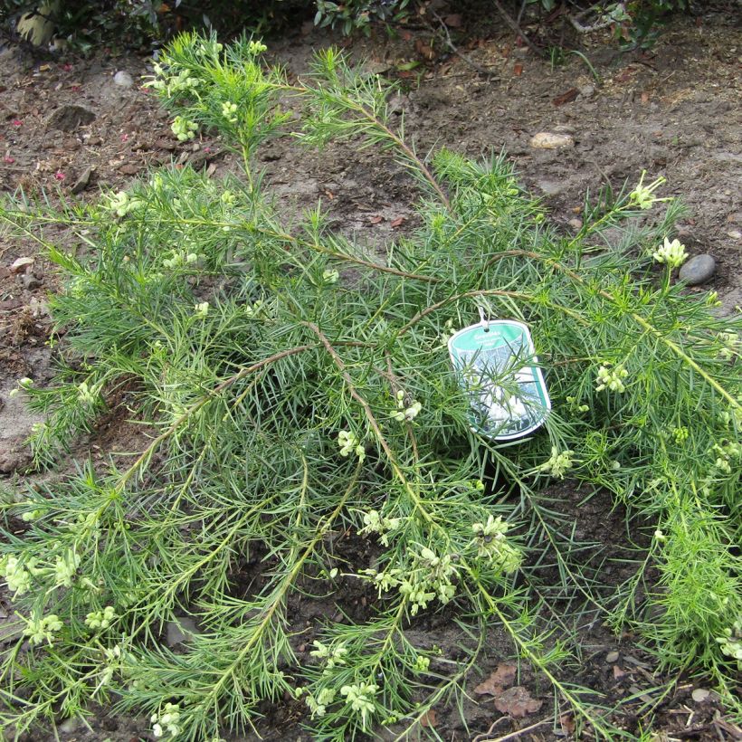 Grevillea gracilis Alba - Silbereiche (Hafen)