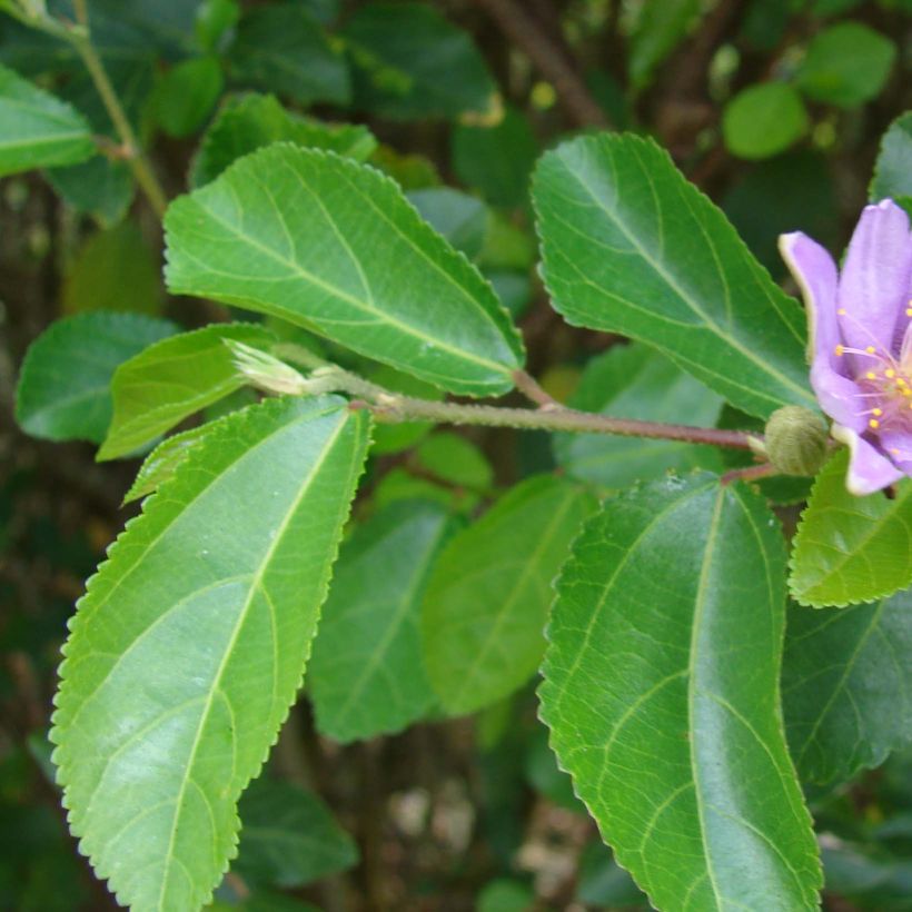 Grewia occidentalis - Lavendel-Sternblüte (Laub)