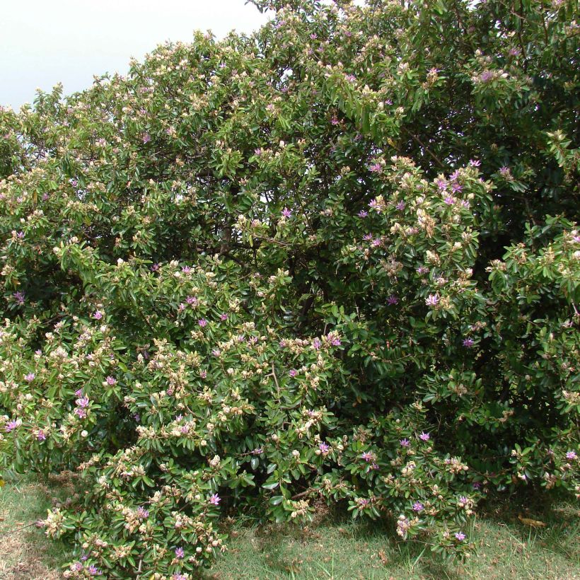 Grewia occidentalis - Lavendel-Sternblüte (Hafen)