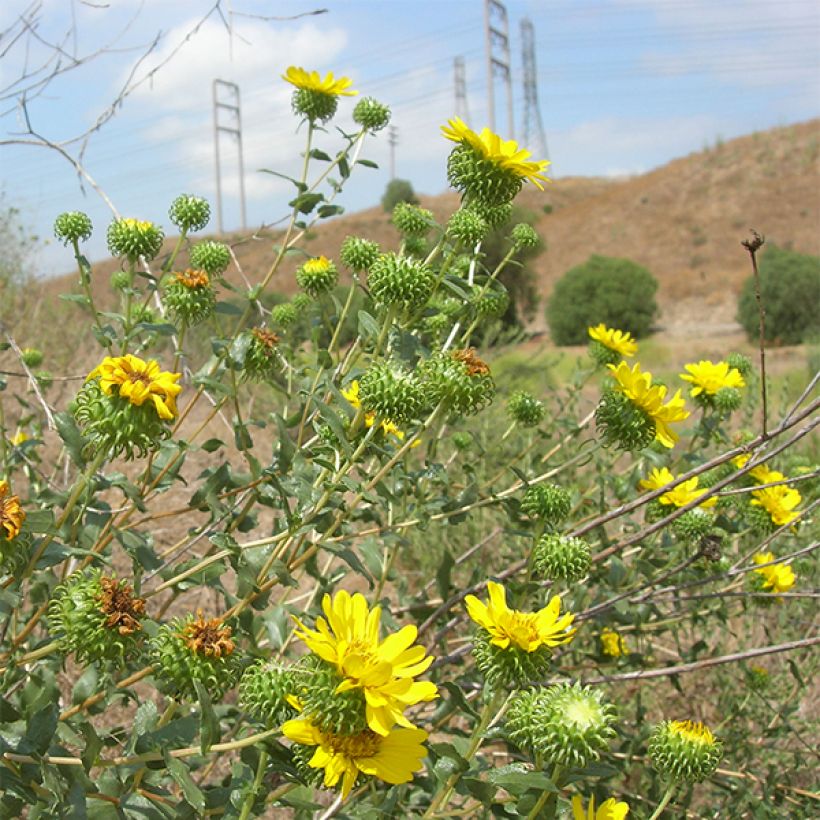 Grindelia camporum (Blüte)