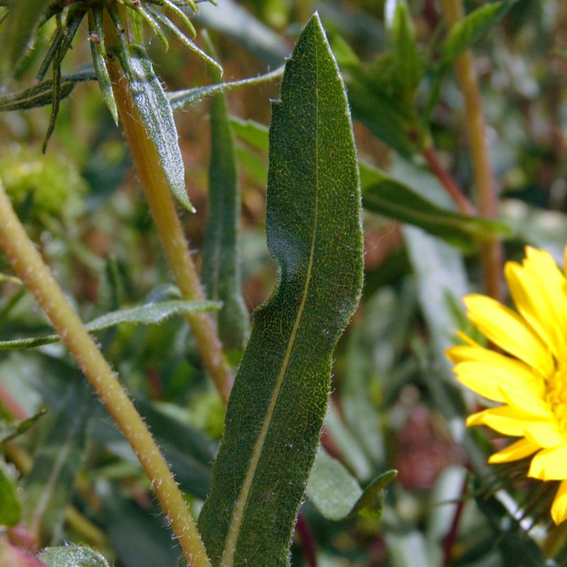 Grindelia camporum (Laub)