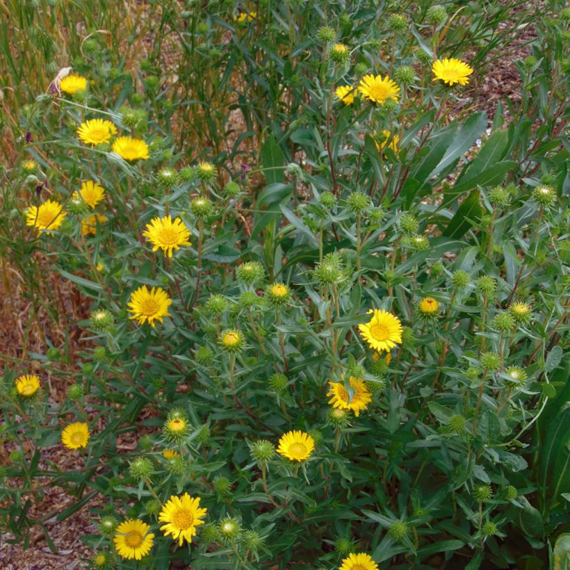 Grindelia camporum (Hafen)