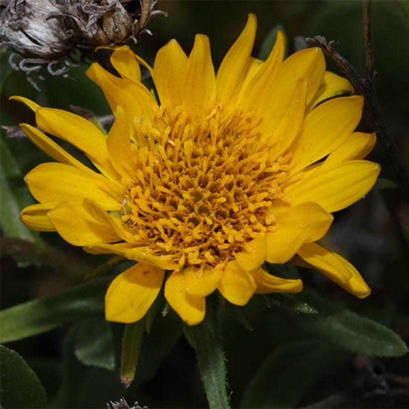 Grindelia integrifolia (Blüte)