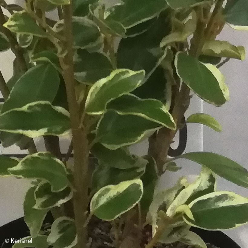 Griseline Bantry Bay - Griselinia littoralis (Laub)