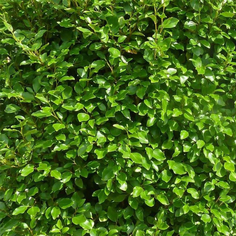 Griseline Green Horizon - Griselinia littoralis (Laub)