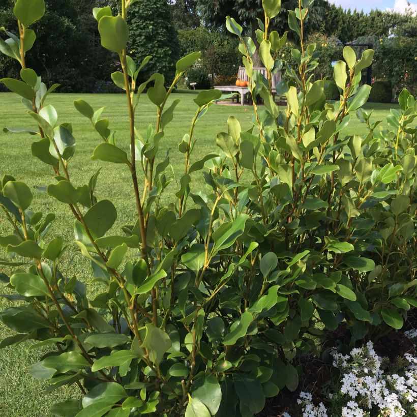 Griseline Redge - Griselinia littoralis (Hafen)