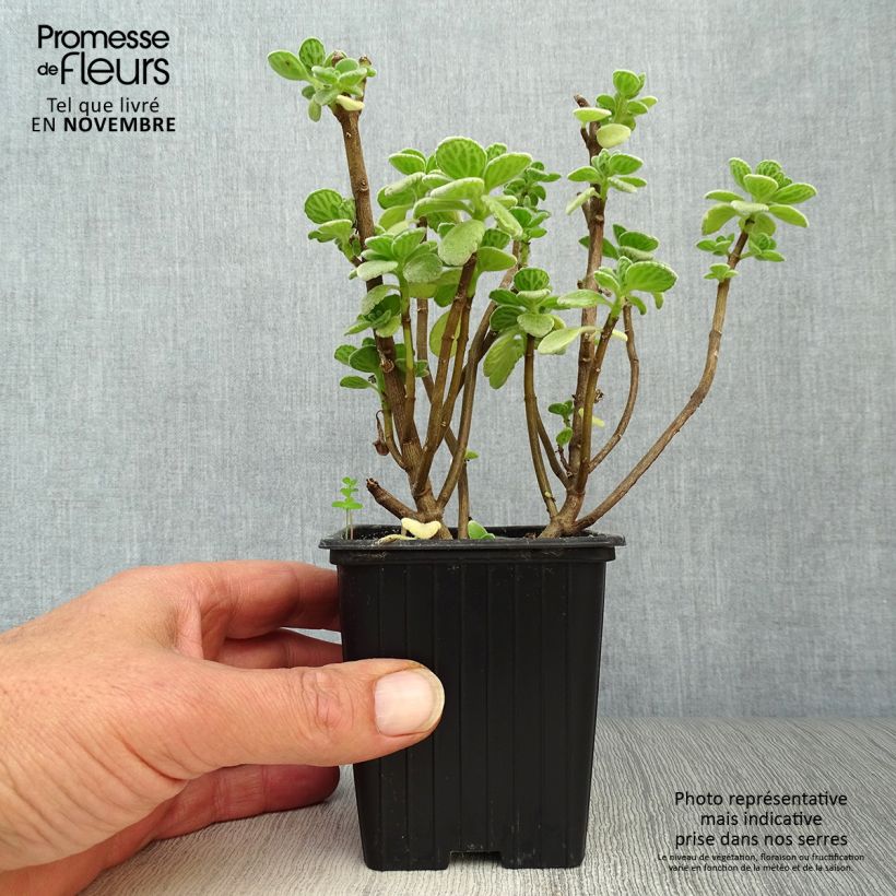 Exemplar von Gros thym antillais - Plectranthus amboinicus  BIO Godet de 8 cm wie im Herbst geliefert