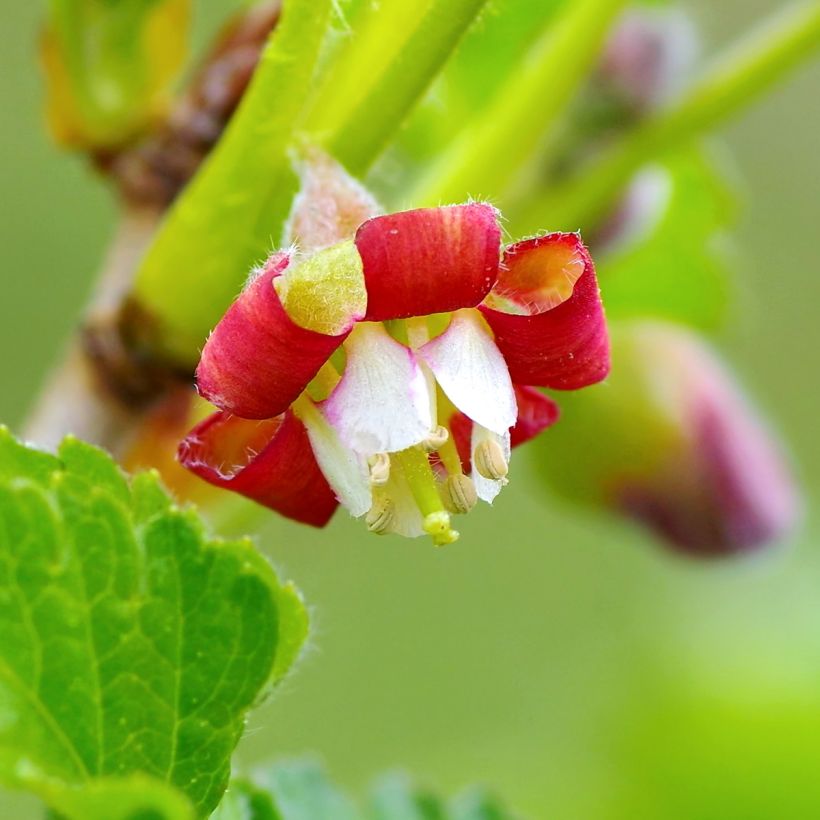 Jostabeere Jostaberry (Blüte)