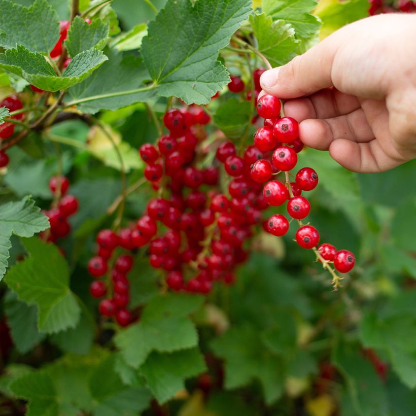 Rote Johannisbeere Jonkheer van Tets - Ribes rubrum (Ernte)