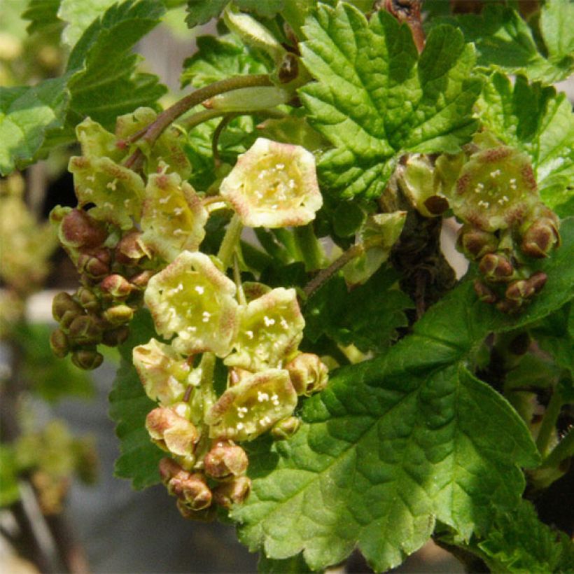 Rote Johannisbeere Hollande blanche (Blüte)