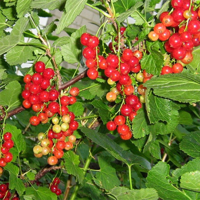 Rote Johannisbeere London Market (Ernte)