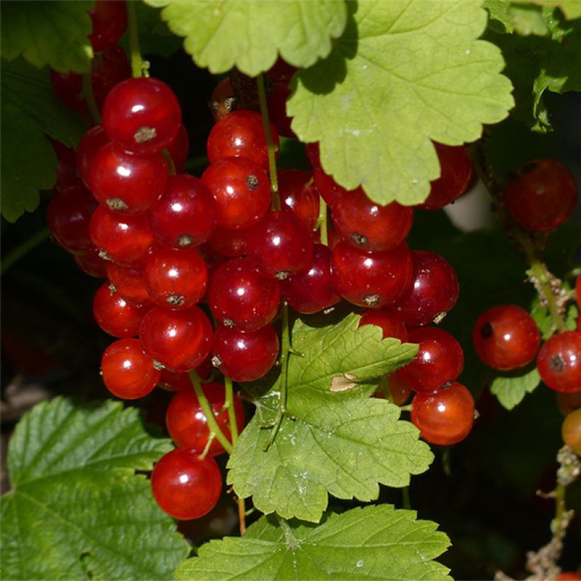 Rote Johannisbeere Junifer (Ernte)