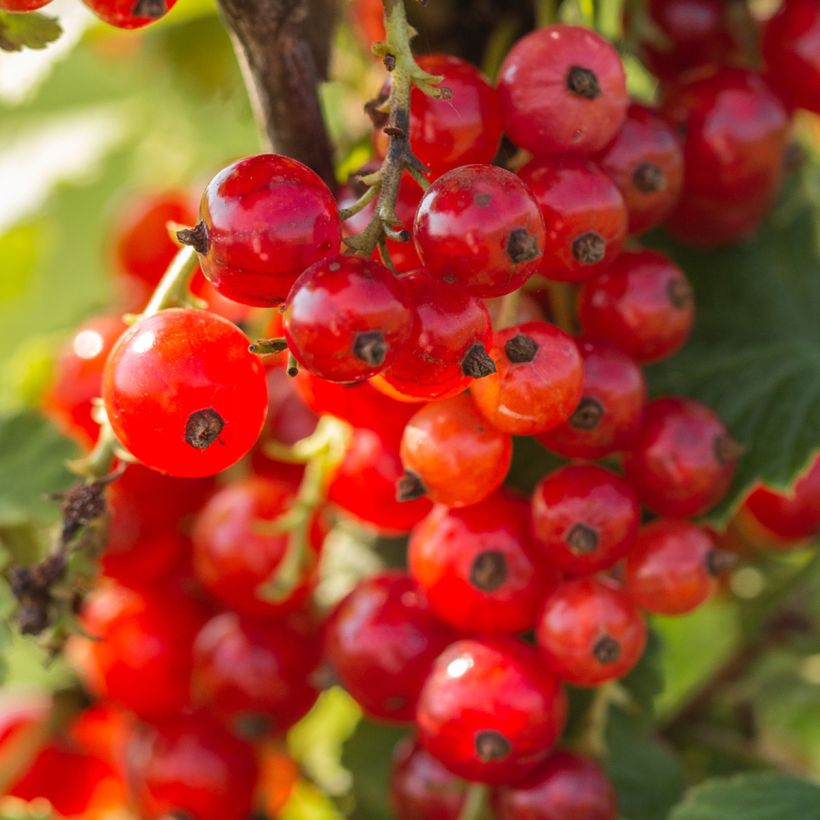 Rote Johannisbeere Première Groseille Raisin deltir (Ernte)