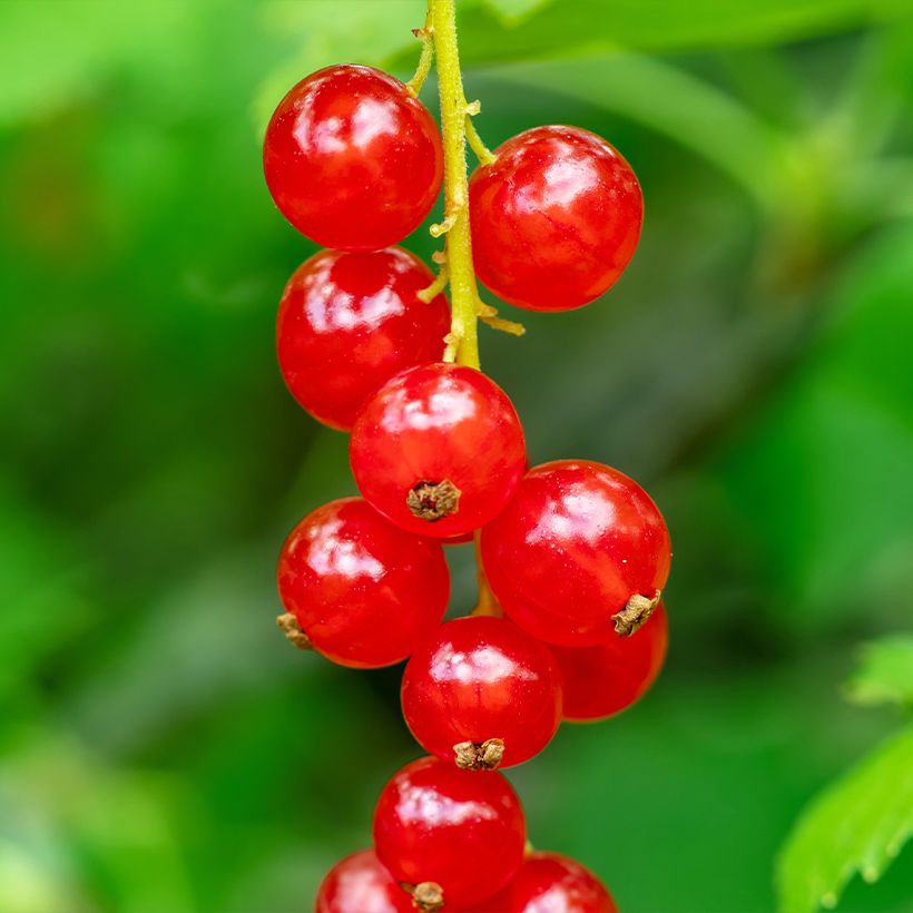 Rote Johannisbeere - Ribes rubrum (Ernte)