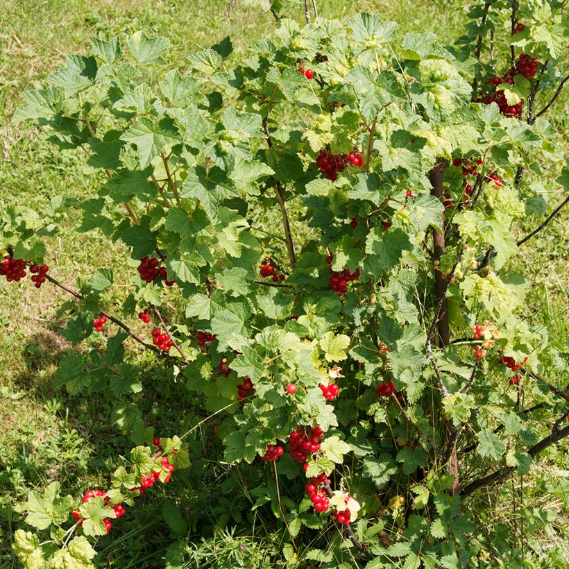 Rote Johannisbeere - Ribes rubrum (Hafen)