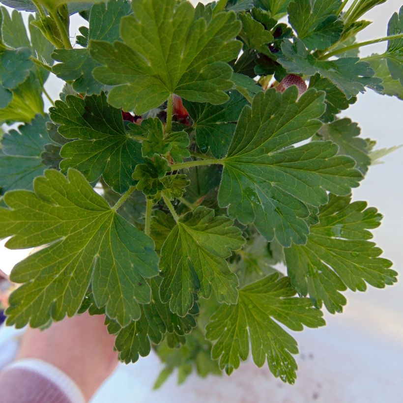 Stachelbeere Hinnönmaki Röd Bio (Laub)