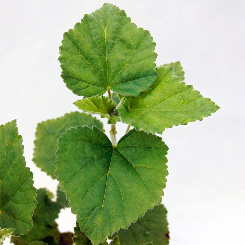 Echter Eibisch - Althaea officinalis (Laub)