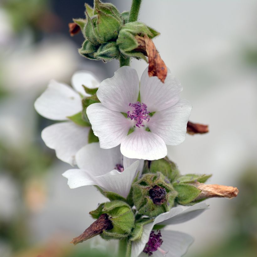 Echter Eibisch - Althaea officinalis (Blüte)