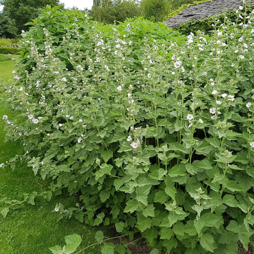 Echter Eibisch - Althaea officinalis (Hafen)