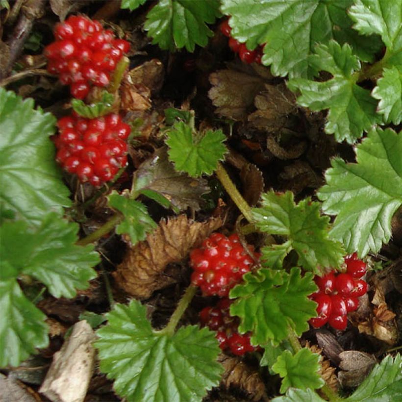 Gunnera magellanica - Riesenrhabarber (Blüte)