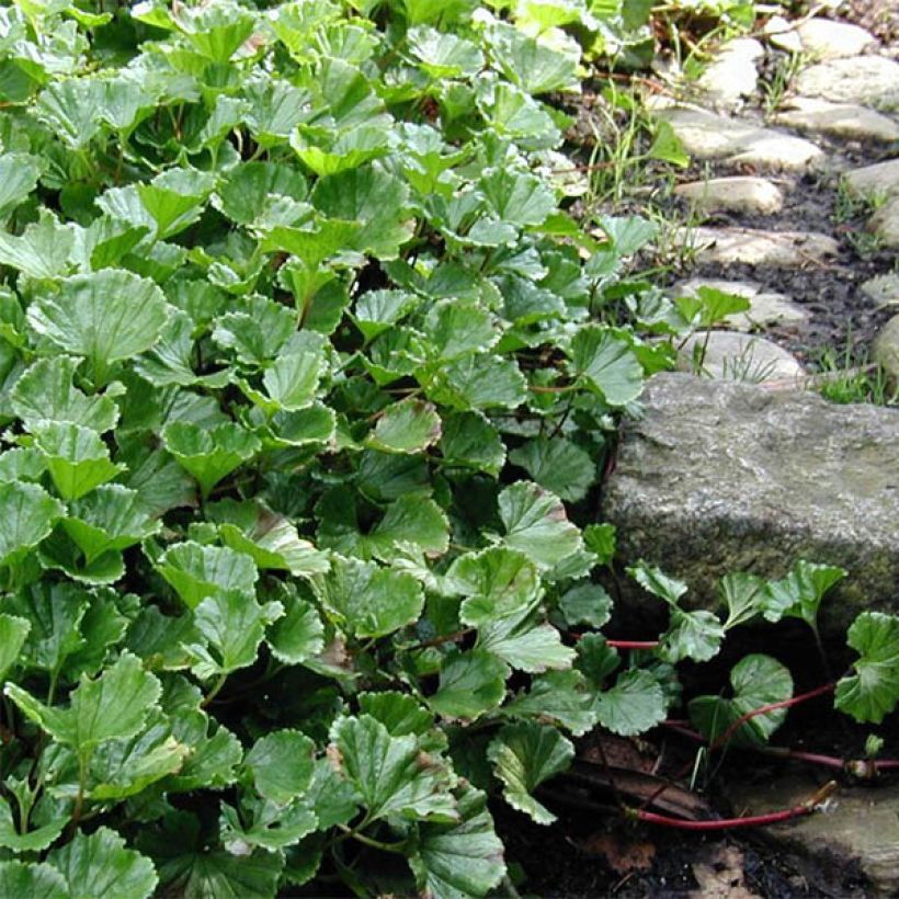 Gunnera magellanica - Riesenrhabarber (Hafen)