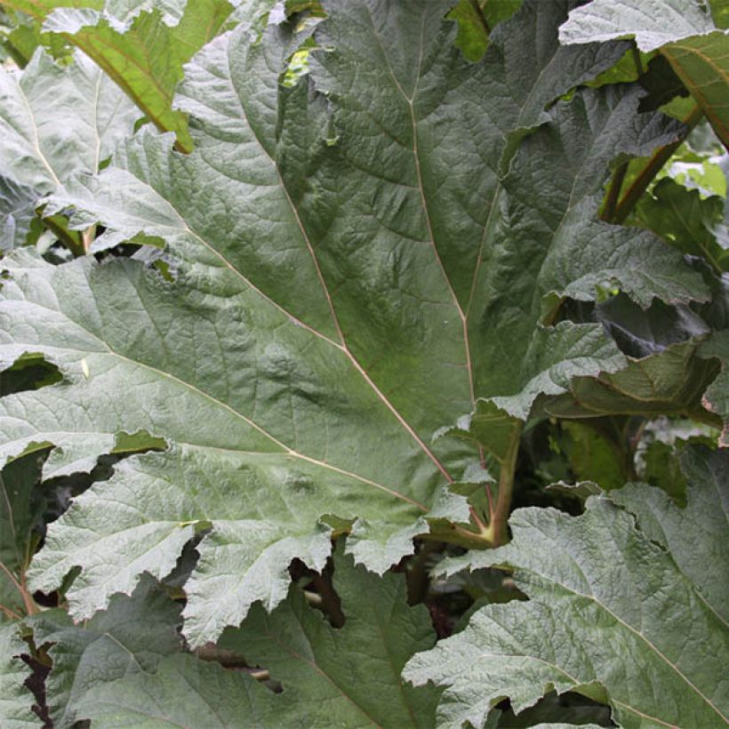 Gunnera tinctoria - Riesenrhabarber (Laub)